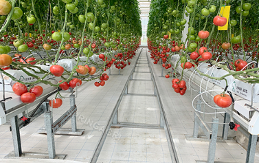 Nossa estufa de tomate está instalando cortinas molhadas