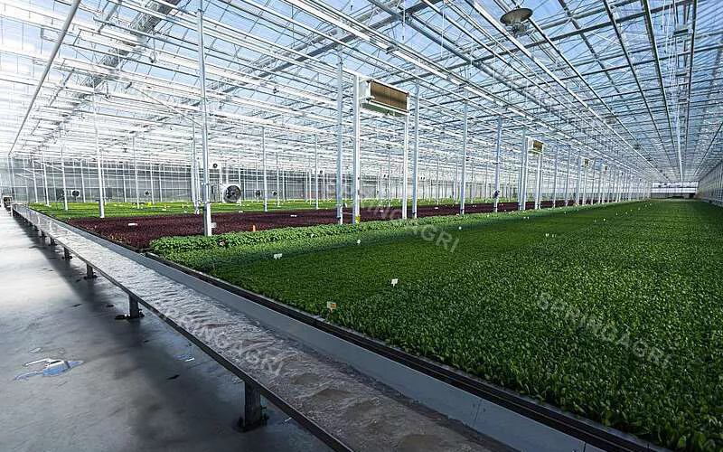 Solução Greenhouse: Uma abordagem sustentável da agricultura