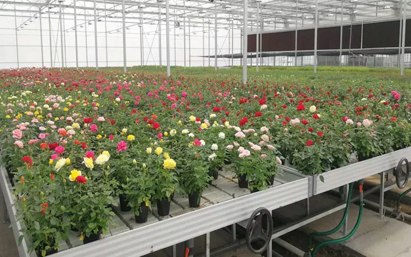 Sistema de Greenhouse: Revolucionando a Agricultura com soluções sustentáveis