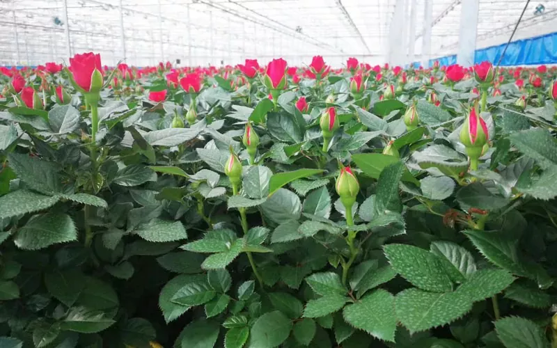 Nova revolução em estufas agrícolas: o sistema da Internet das Coisas inaugura uma nova era de plantio inteligente