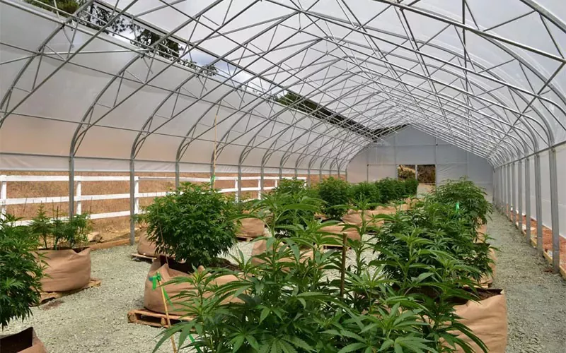 Medical Cannabis Film Greenhouse: um divisor de águas na indústria