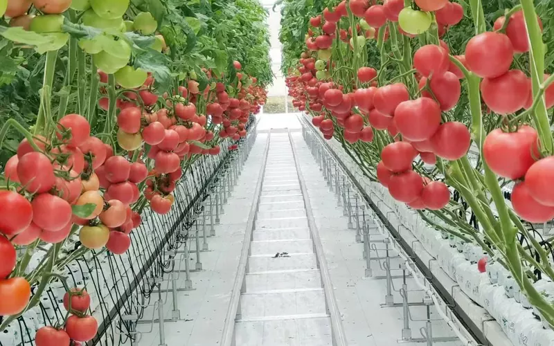 Estufa de Pepino e Tomate