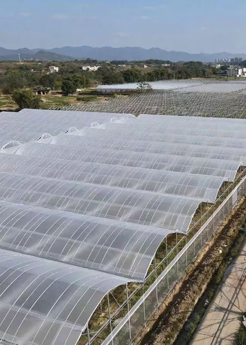 Estufa de pepino e tomate