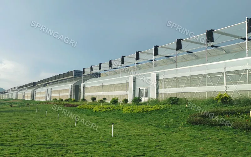 Grande escala com estufa vegetal plástica Multispan de baixo custo