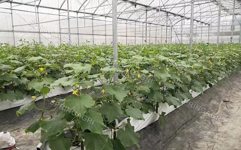 Estufas para equipamentos de hidroponia agrícola multi-span