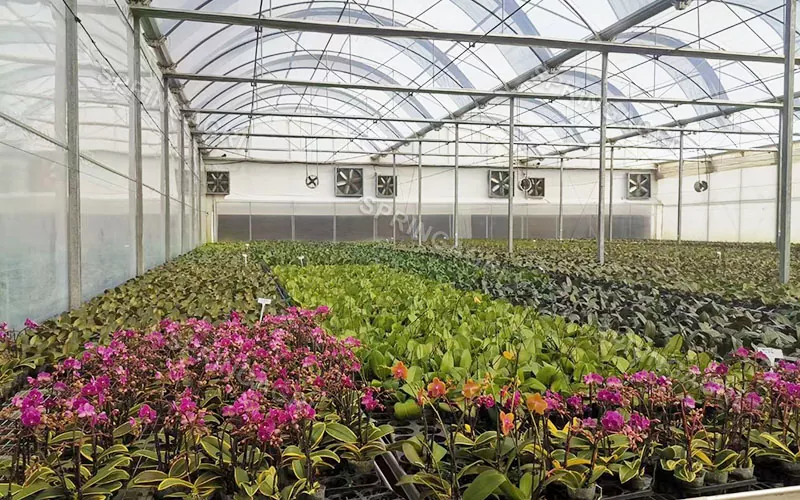 Estufa de orquídeas Phalaenopsis Multispan para venda