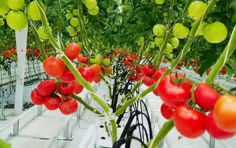 Estufa de tomate de plástico Multispan