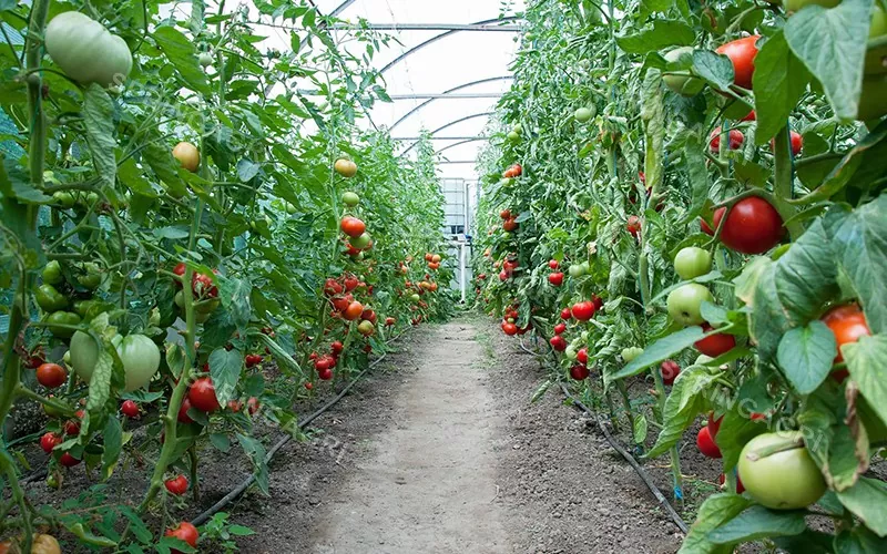 Estufa de tomate de plástico Multispan