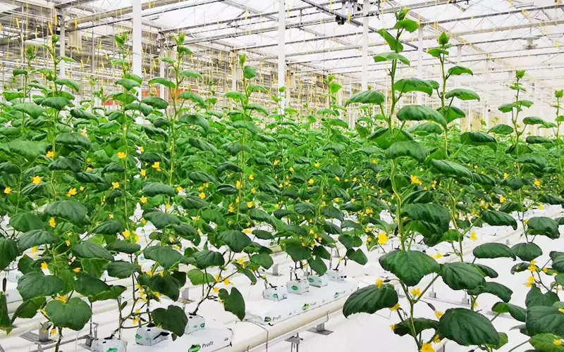 Estufa de vidro multispan para vegetais e frutas