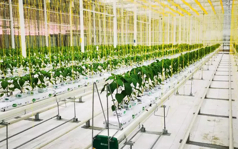 Estufa de vidro vegetal NFT DFT
