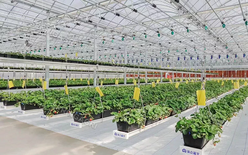 Estufa de morango de plástico multi-span para agricultura